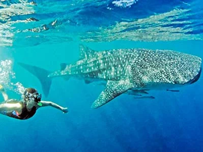 Cancun Whale Shark